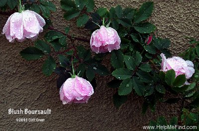 'Blush (Boursault)' rose photo