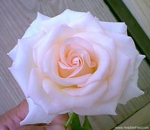 'Pearl Essence ™ (hybrid tea, Zary 1998)' rose photo