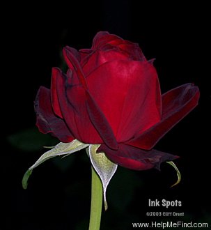 'Ink Spots (hybrid tea, Weeks 1985)' rose photo
