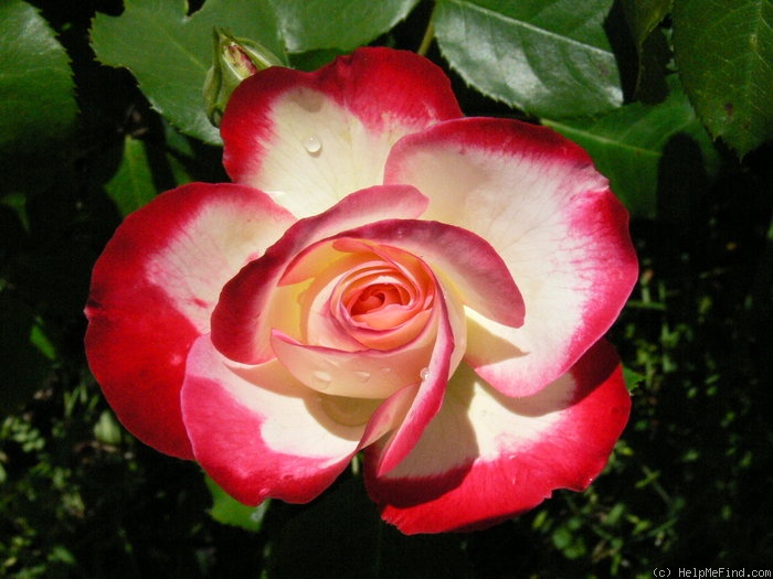 'Cherry Parfait ™' rose, click to enlarge 'Cherry Parfait ™' rose photo