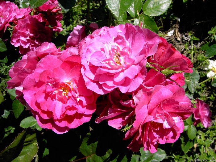 'John Cabot' rose photo