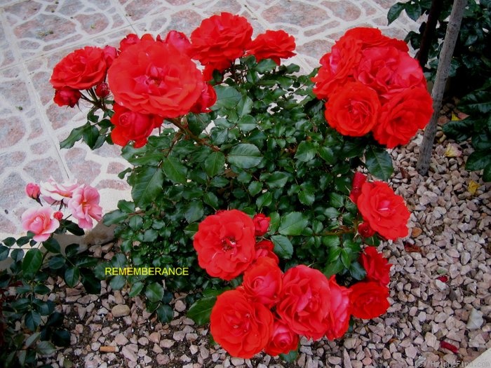 'Remembrance (floribunda, Harkness 1992)' rose photo