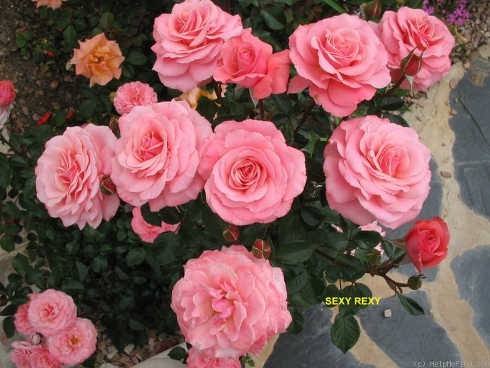 'Sexy Rexy ® (Floribunda, McGredy, 1978)' rose photo