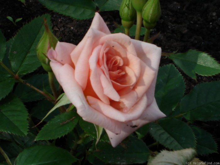 'Loving Touch ™' rose photo