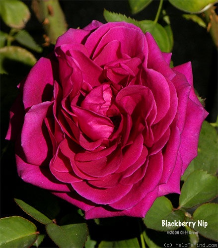 'Blackberry Nip (Hybrid Tea, Somerfield, 1996)' rose photo