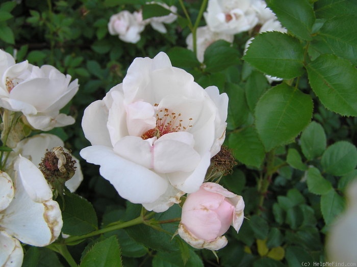 'Jacqueline du Pré (shrub, Harkness before 1986)' rose photo