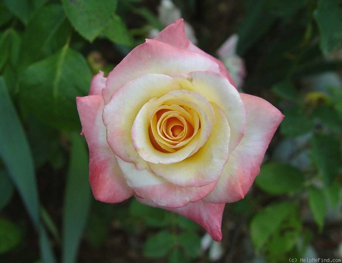 'Hiroshima's Children' rose photo