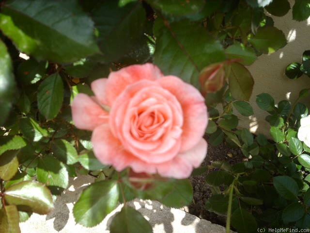 'Allée Abricot ®' rose photo