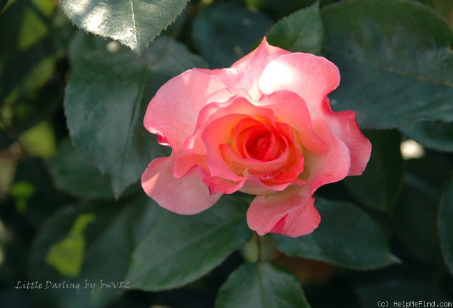 'Little Darling' rose photo