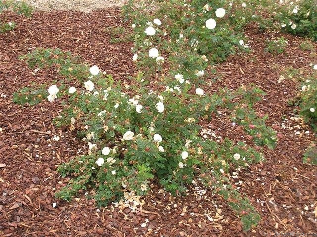 '<i>Rosa spinosissima</i> 'Double White'' rose photo