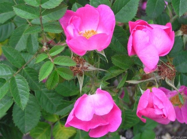 'Meg Merrilees' rose photo