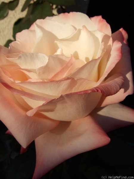 'Gemini (hybrid tea, Zary 1999)' rose photo