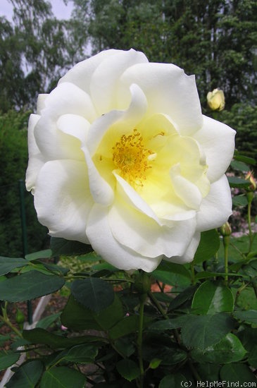 'Love Letter®  (floribunda, Lens, 1977)' rose photo