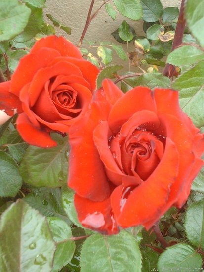 'Marlena ® (floribunda, Kordes, 1964)' rose photo
