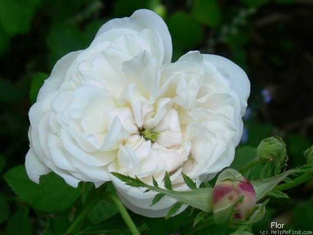 'Madame Plantier (alba-noisette hybrid, Plantier, 1835)' rose photo