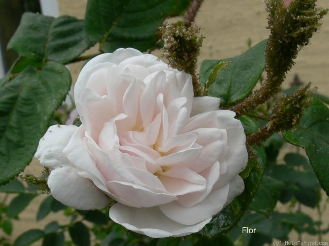'<i>Rosa centifolia</i> staxon <i>albomuscosa</i> E.Willm.' rose photo