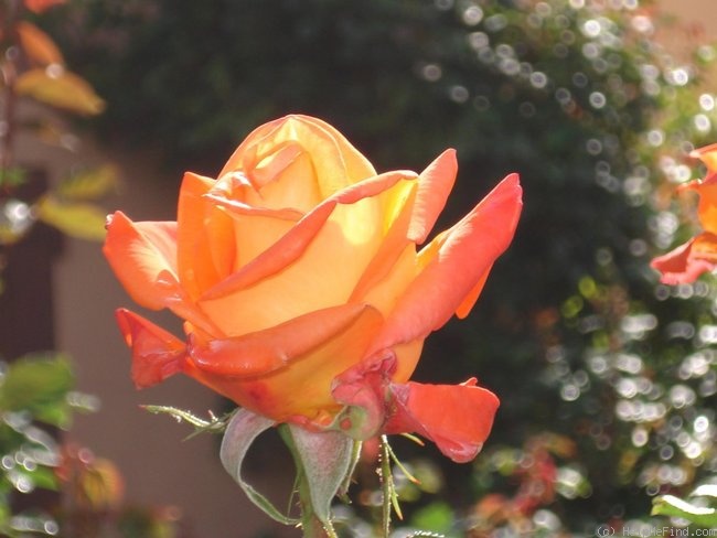'Jura®' rose photo