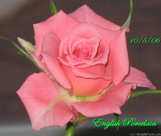 'English Porcelain' rose photo