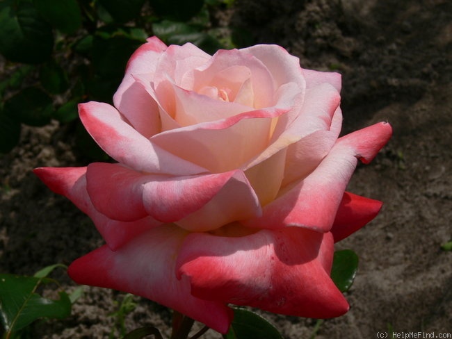 'Gemini (hybrid tea, Zary 1999)' rose photo
