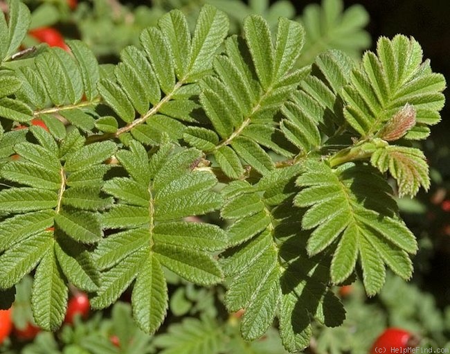 '<i>Rosa sericea</i> Wall. ex Lindl.' rose photo