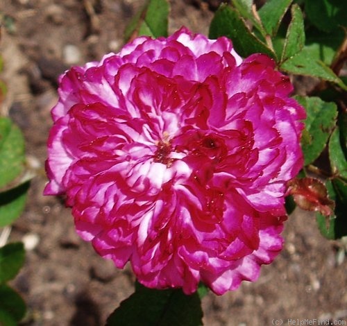 'Cramoisi Picoté' rose photo