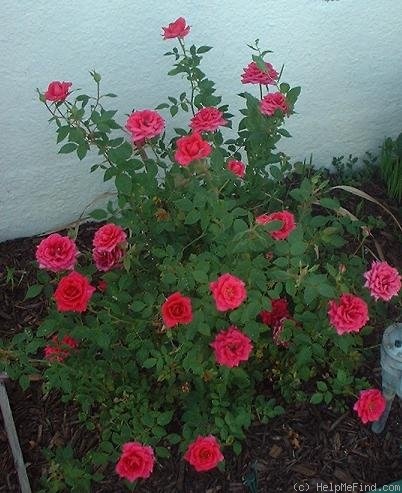 'Little Carol' rose photo