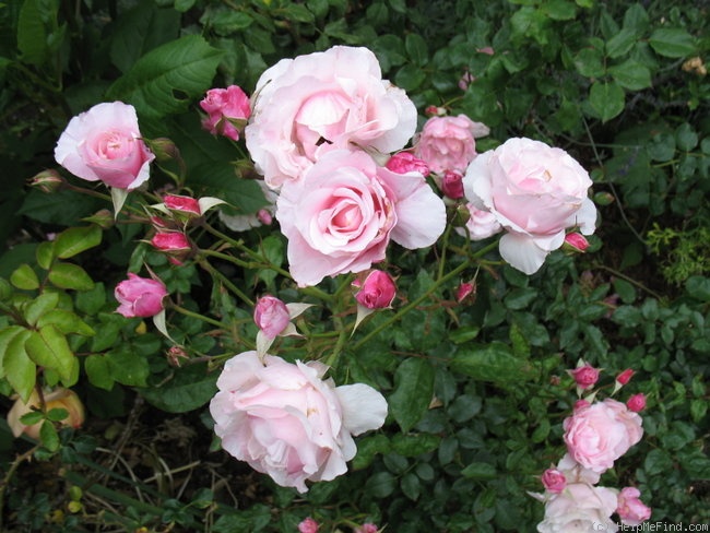 'Our Lady of Guadalupe ™' rose photo