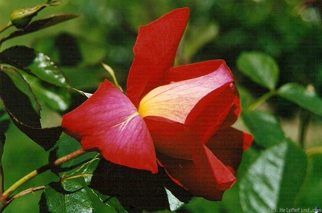 'Cap Horn ®' rose photo