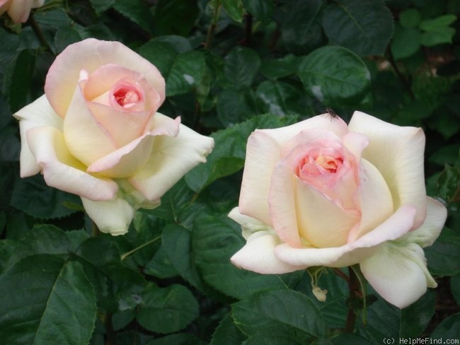 'Alphonse Daudet ®' rose, click to enlarge 'Alphonse Daudet ®' rose photo