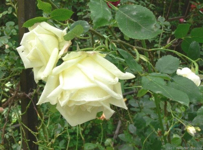 'Blanc Pur' rose photo