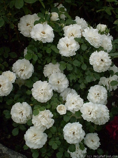 'Dame de l'Etoile ®' rose photo