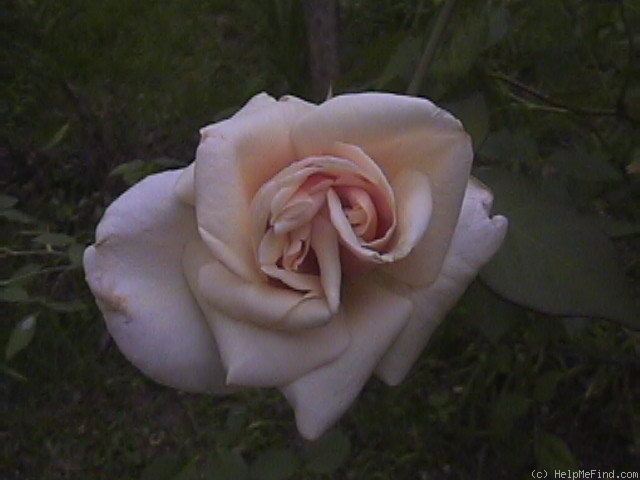 'Mademoiselle Marie van Houtte' rose photo