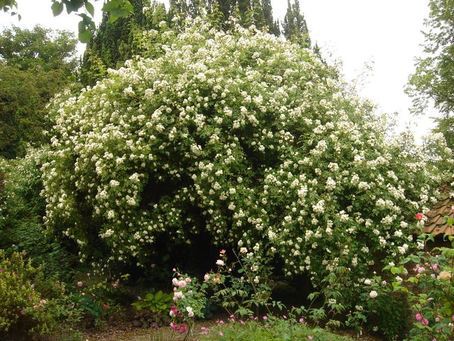 'Lime Kiln Rose Garden'  photo