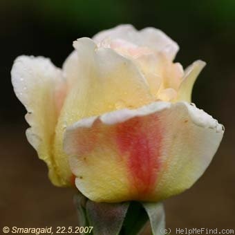 'Felidaé' rose photo