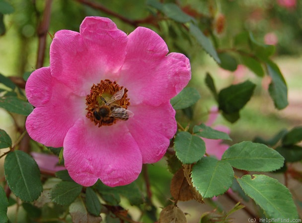 '<i>Rosa sweginzowii</i> 'Macrocarpa'' rose photo