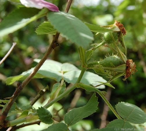 '<i>Rosa pomifera</i> Herrm. synonym' rose photo