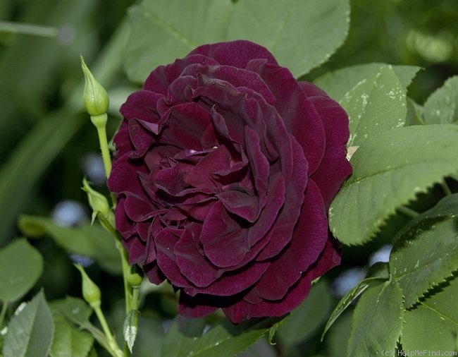 'Souvenir du Docteur Jamain (Hybrid Perpetual, LaCharme, 1865)' rose photo