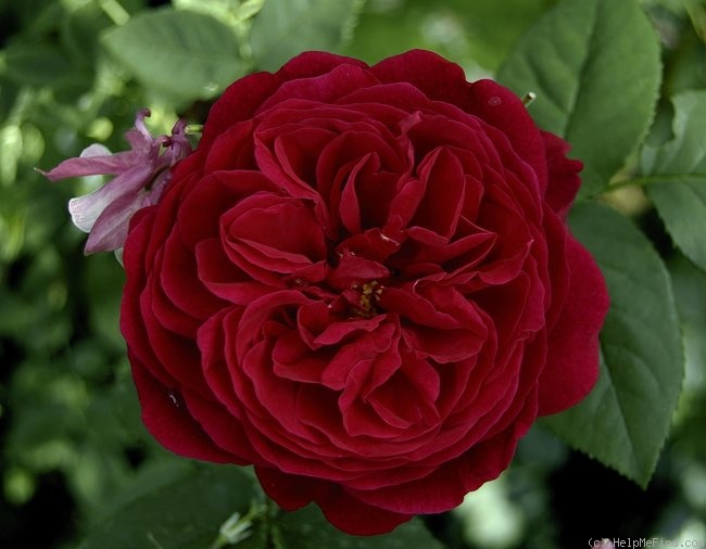 'L. D. Braithwaite' rose photo