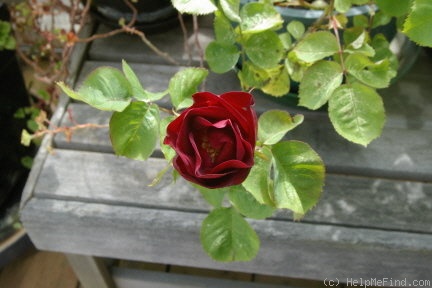 'Emily Carr' rose photo