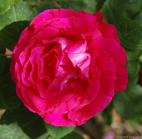 'Souvenir de Jeanne Balandreau' rose photo