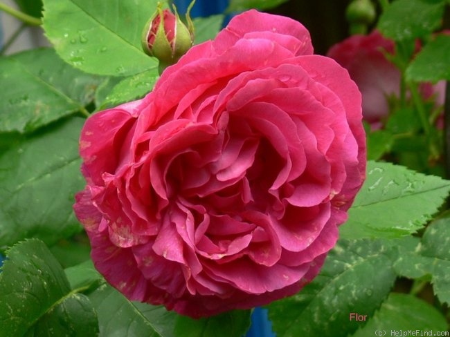 'Baron J.B. Gonella' rose photo