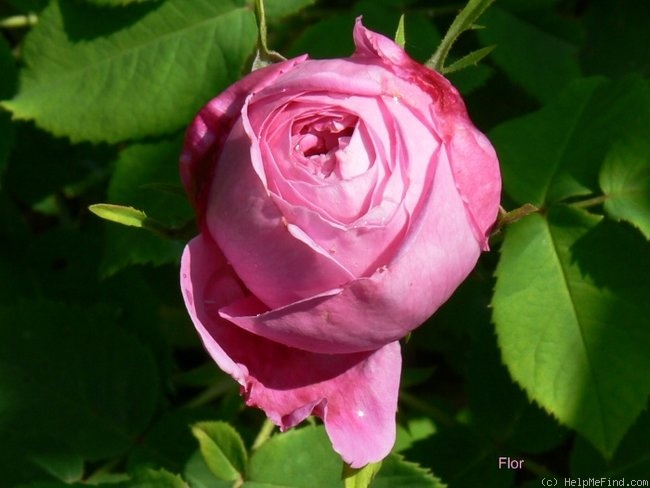 'Yolande d'Aragon' rose photo