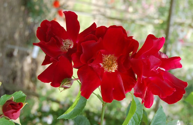 'Crimson Conquest' rose photo