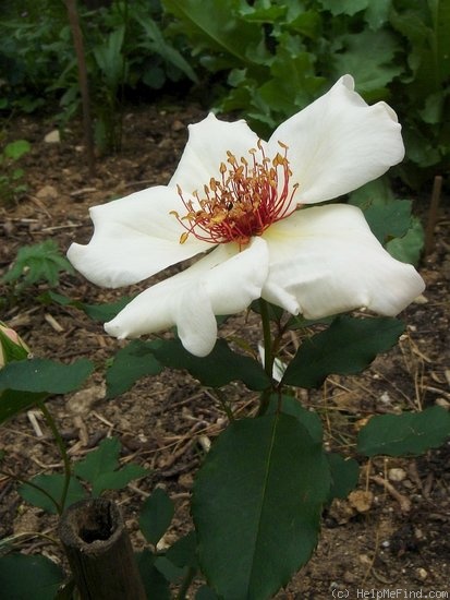 'White Wings' rose photo