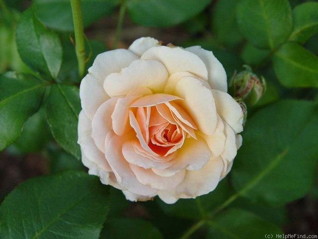 'Calliope (floribunda, Harkness, 1998)' rose photo