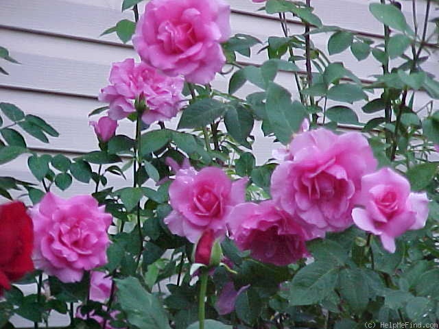 'Earth Song' rose photo