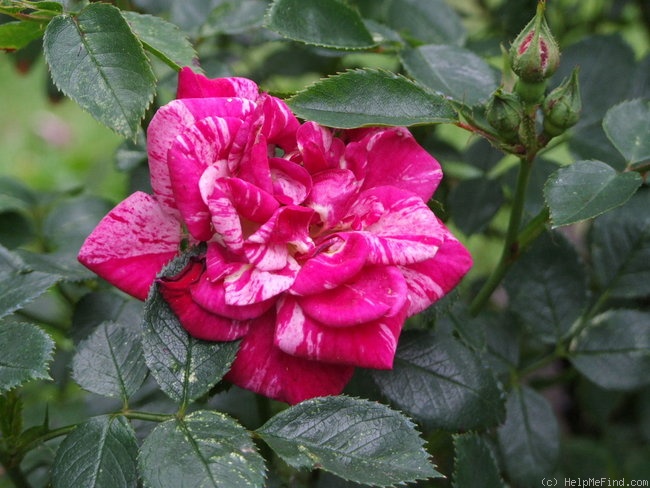 'Candy Cover ™' rose photo