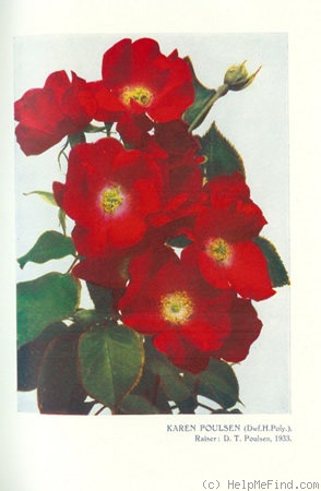'Karen Poulsen' rose photo