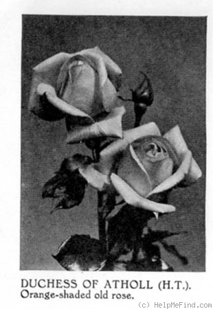 'Duchess of Atholl' rose photo