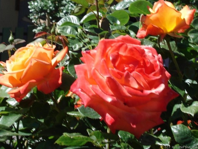 'Jura®' rose photo
